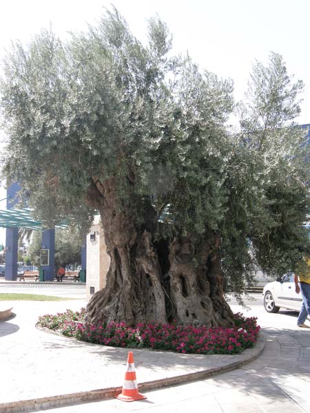 P8180006